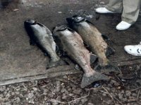 photos1990-199900005