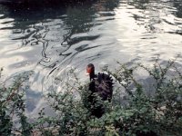 photos1990-199900068