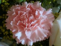 photos2010001362