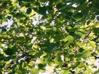 photos2010001732