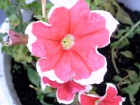 photos2010001963