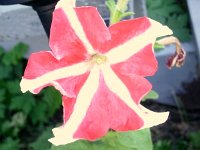 photos2010001967