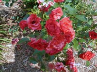 photos2010002102