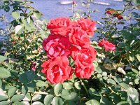 photos2010002861