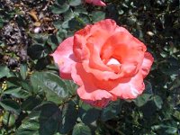 photos2010002866