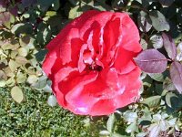 photos2010002867