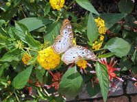 photos2010002877