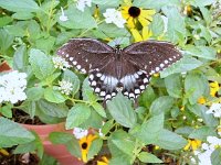 photos2010002883