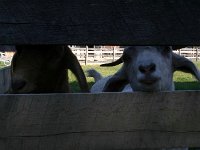 photos2010003033