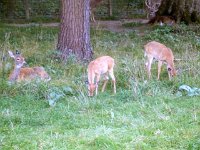 photos2010003183