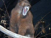 photos2010003233