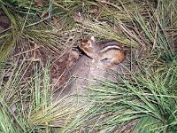 photos2011000391