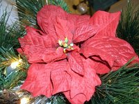 photos2011003176