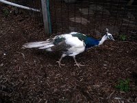 photos2011003661