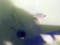 201201483